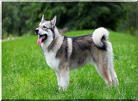 Alaskan malamute