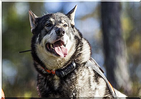 Norwegian Elkhound 