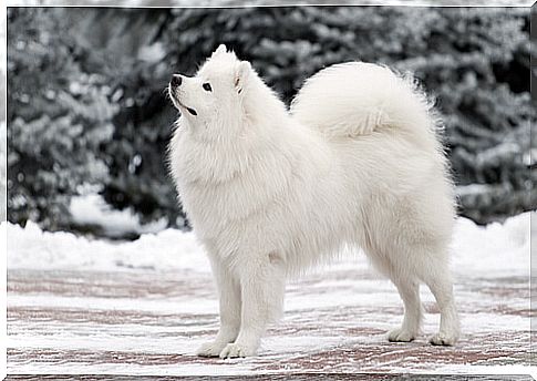 Samoyed in the snow