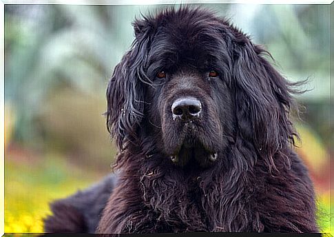 Newfoundland of black color