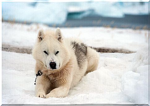 Greenland dog sitting in the snow