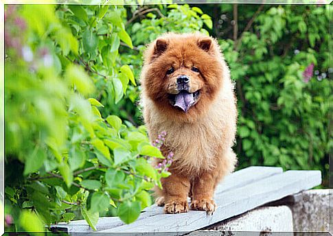 Chow chow walks on a balustrade