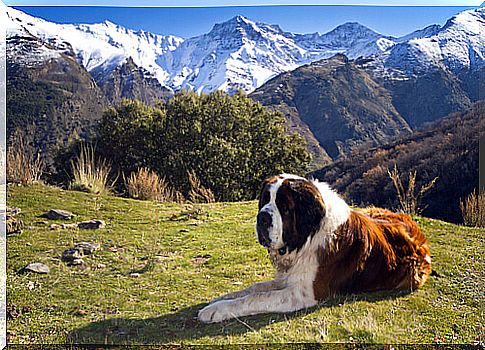 St. Bernard in the mountains