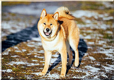 Akita inu