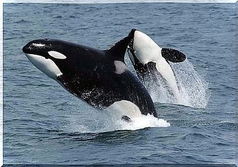 A toxic substance threatens the survival of the killer whales