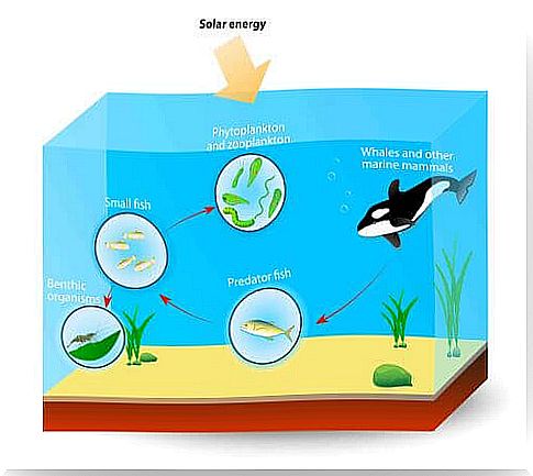 Killer whale in the food chain A toxic substance threatens the survival of killer whales