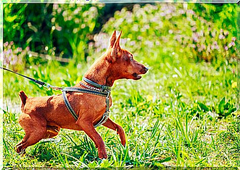 aggressive dog pulling on a leash 