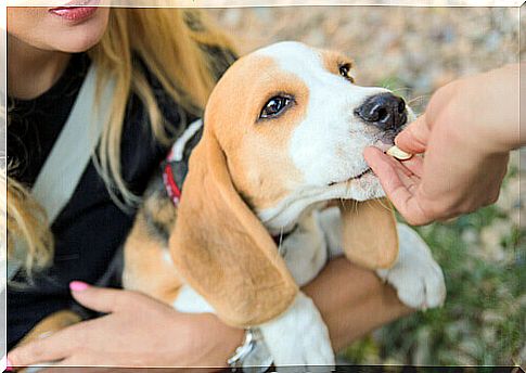 mistress tries to train beagle with snacks