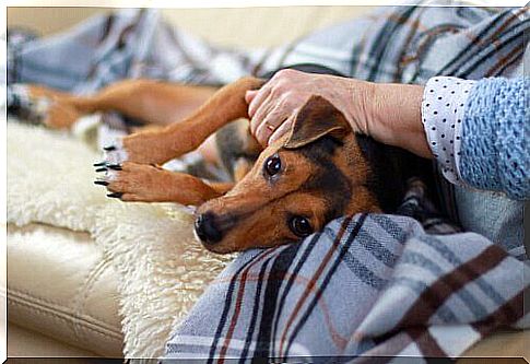 Old woman with dog on her lap