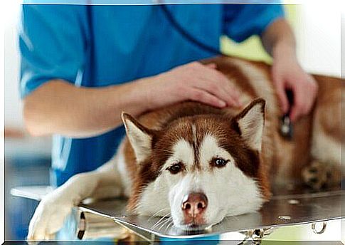 Veterinarian visiting sick husky