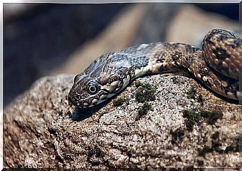 Types of colubrid snakes in italy