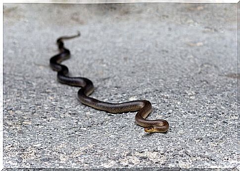 Zamenis longissimus crawls on the ground