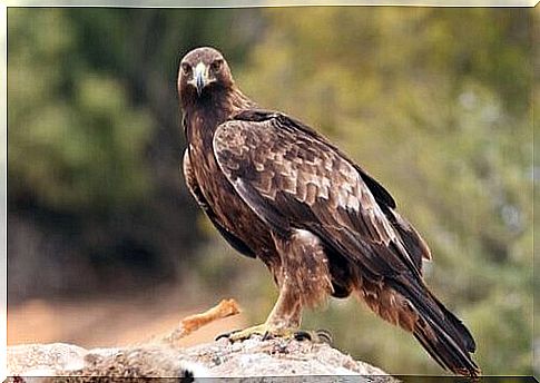 Types of eagles: behavior and habitat