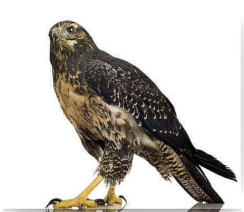 Black-chested buzzard eagle