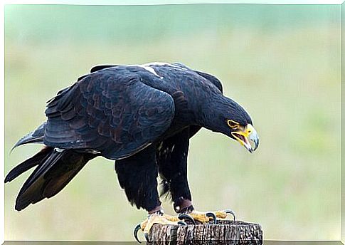 Types of eagles: verreaux