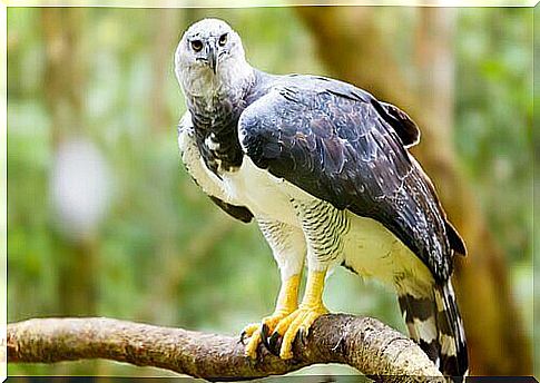 Harpy eagle