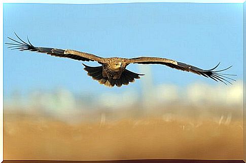 Imperial eagle flies