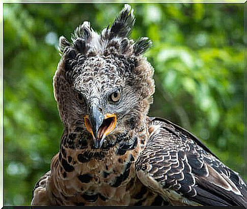 Specimen of a crowned eagle