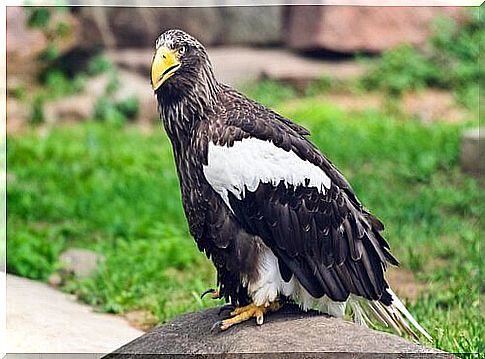 Types of eagles: the steller eagle