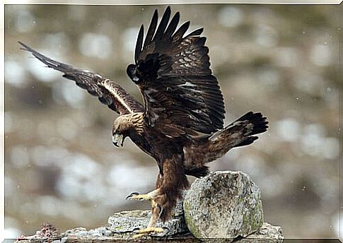 Iberian imperial eagle