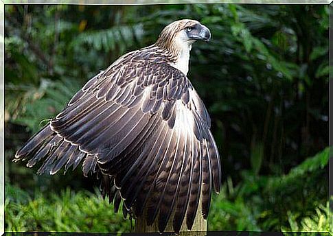 Types of eagles: Philippine eagle