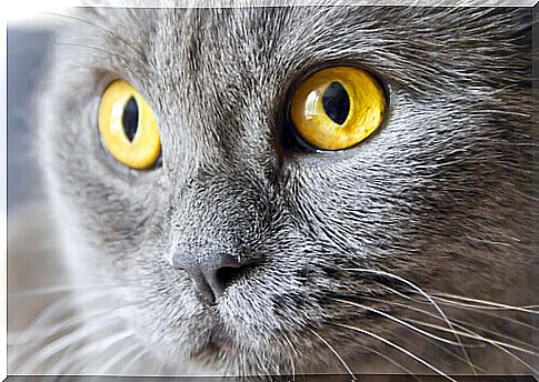 gray cat with yellow eyes