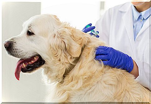 veterinarian punctures the dog