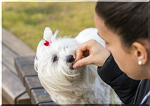 mistress with little white dog