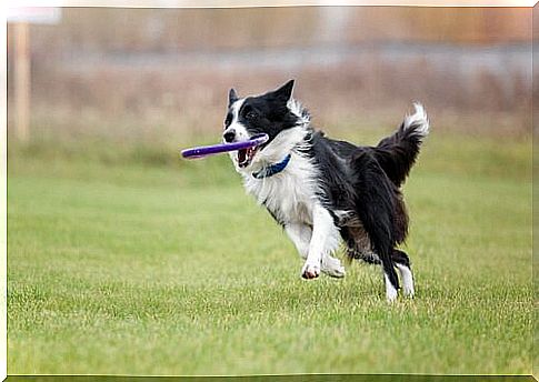 Border collie training