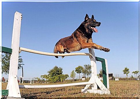 Training of the Belgian Shepherd