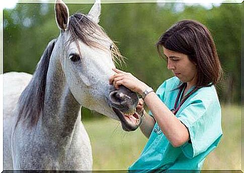 What are the diseases affecting farm animals?