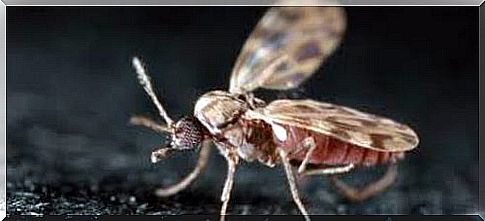 Culcoid mosquito