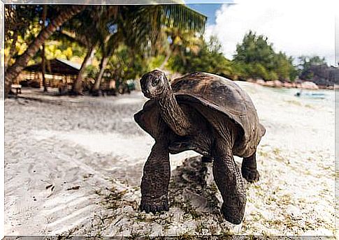 Turtle on the beach 