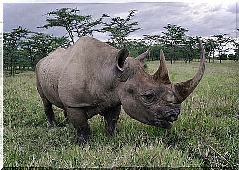 Black rhino in the meadow 