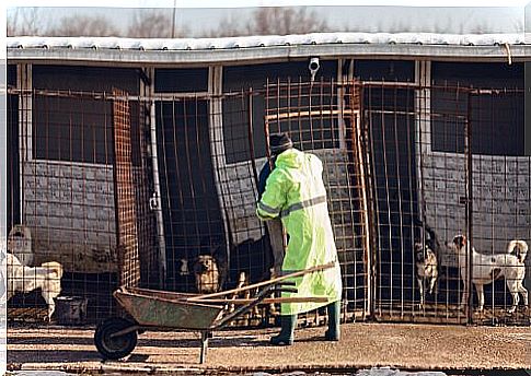 volunteer cleaning cages of a shelter