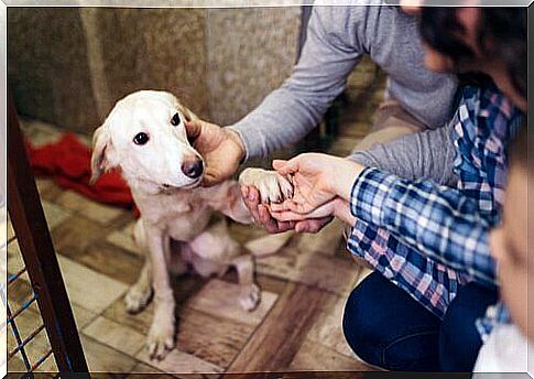 dog in an animal shelter with people 