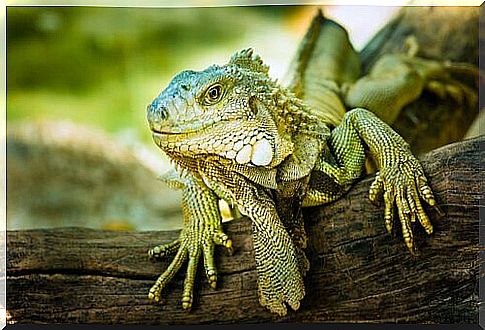 Green iguana stands on a tree trunk