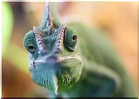 the muzzle of a green chameleon seen up close