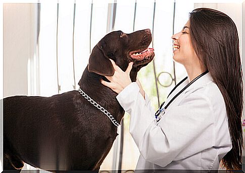 veterinarian-with-dog