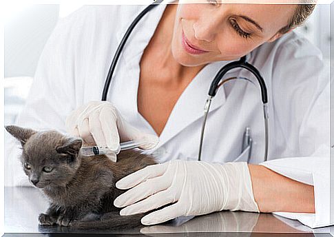 cat and veterinary