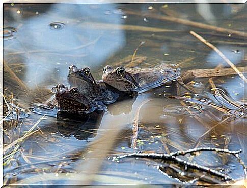 Group of frogs on top of each other in a pond