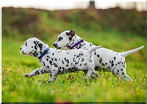 dalmatian-dogs