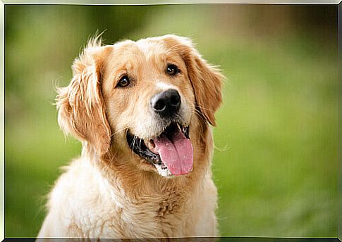 What is the meaning of a dog's facial expressions?