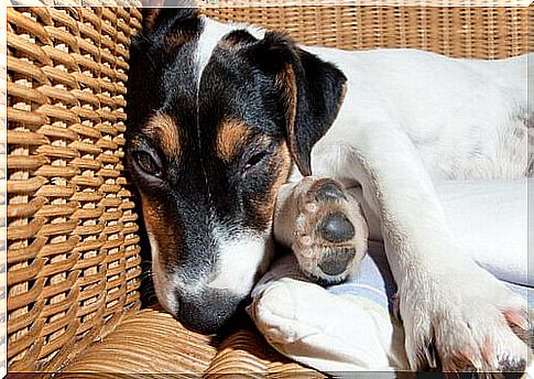 an exhausted dog is dozing in the kennel