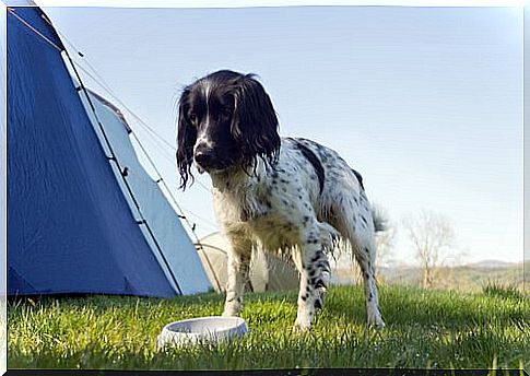 a dog on the campsite eats from the bowl