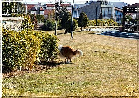 Dog behind a bush.