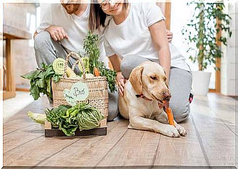 A dog eating a carrot.