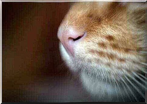 Nostril of the cat