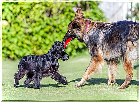 dogs-playing