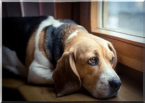 a beagle looks fearfully out the window